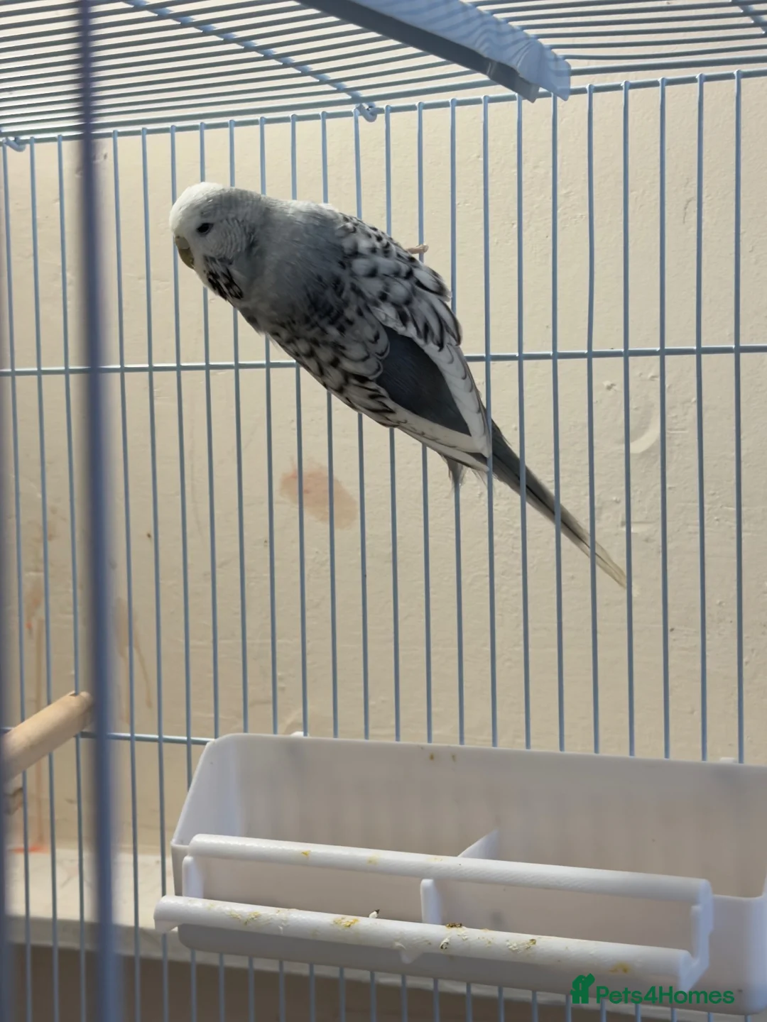 Budgerigars birds for sale: Female Budgie – 1 Year Old in Kidlington - Advert 7