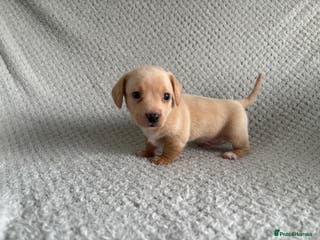 Miniature Dachshund dogs Miniature dachshunds - Advert 7