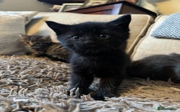 Mixed Breed cats for sale: 3 gorgeous kittens available  - Image 6