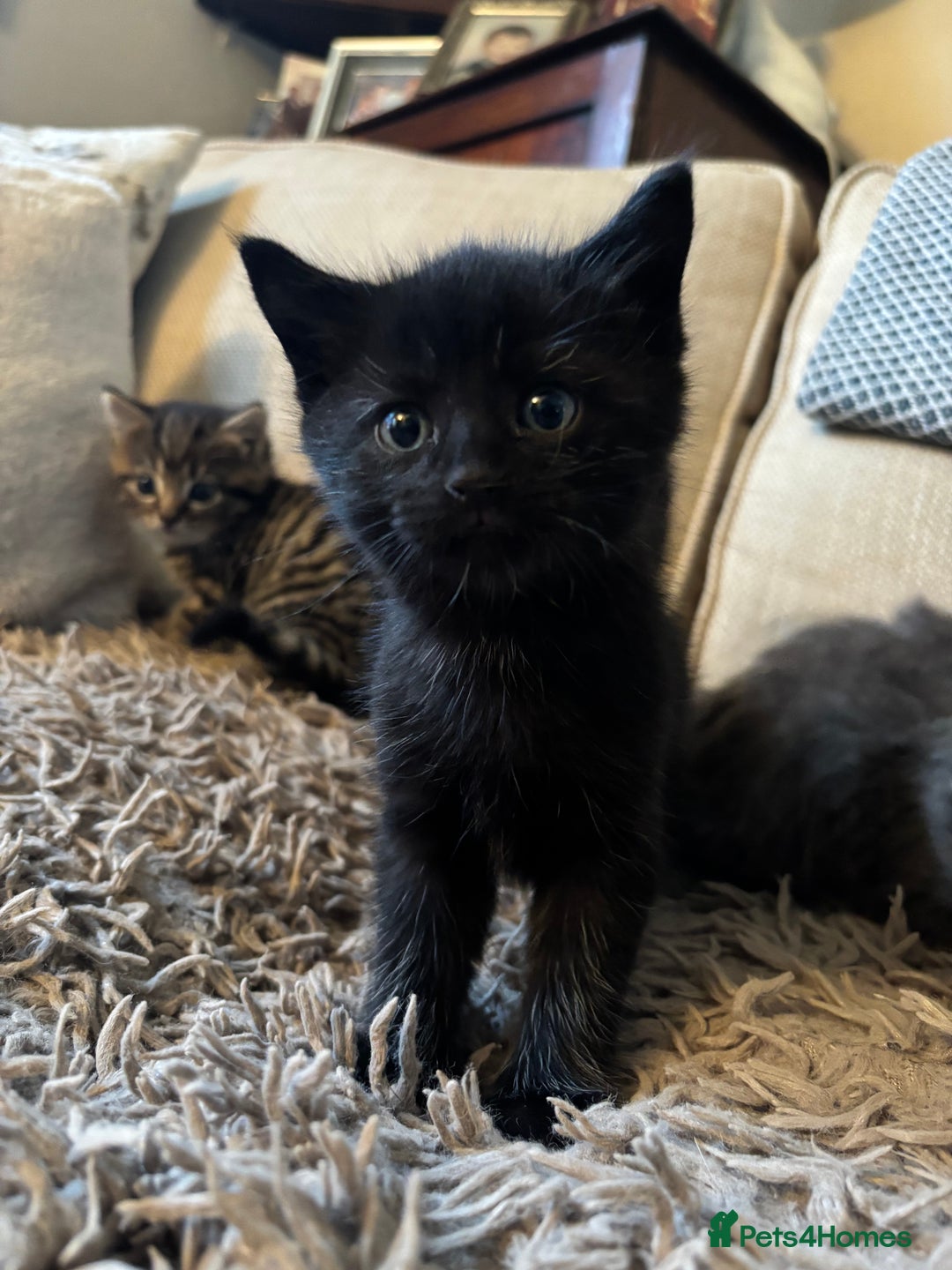 Mixed Breed cats for sale: 3 gorgeous kittens available  - Image 6
