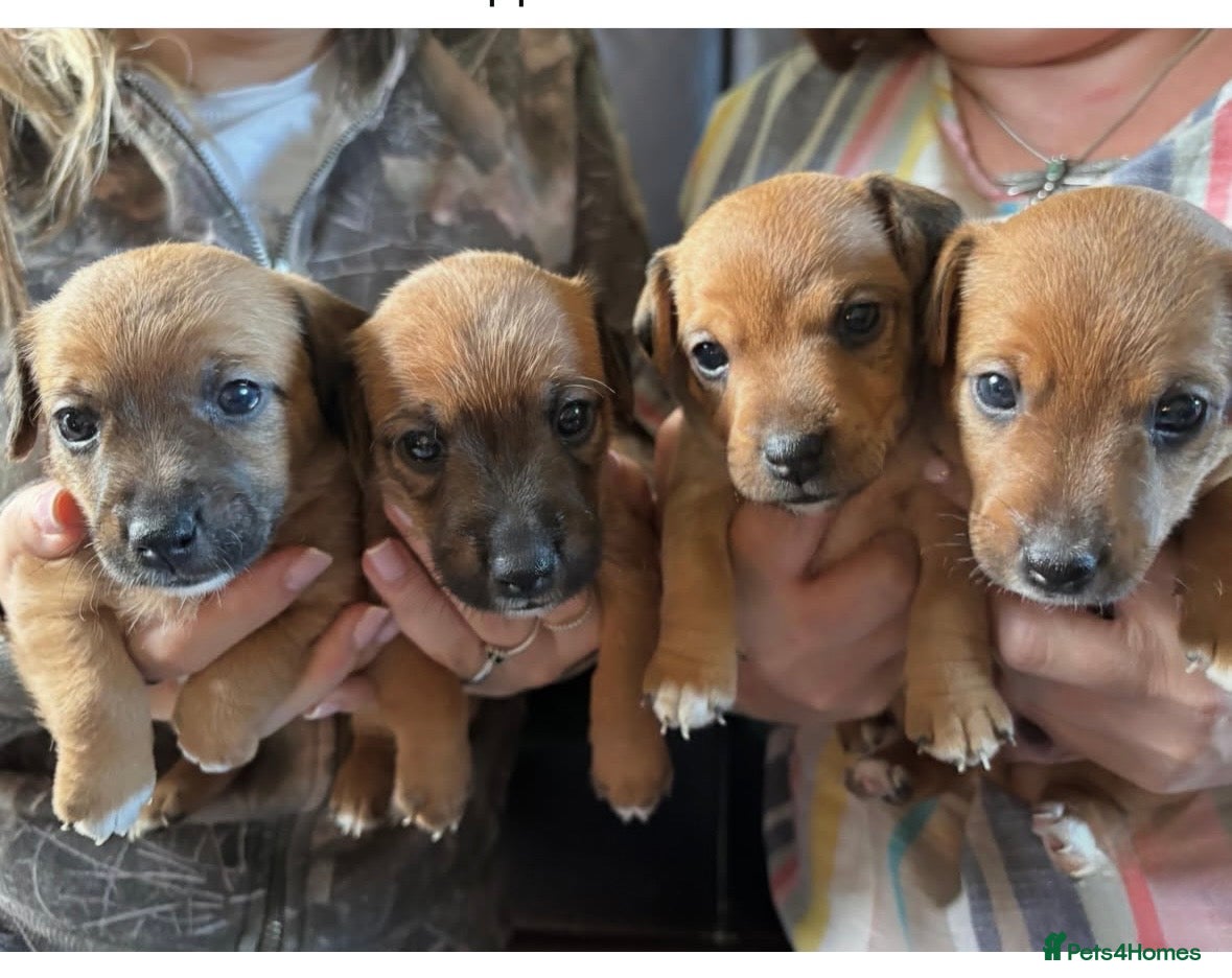 Jack Russell dogs Jack Russell Tan Puppies 1 male, 2 female  - Advert 1