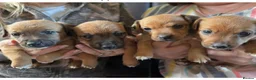 Jack Russell dogs for sale: Jack Russell Tan Puppies 1 male, 2 female  - Advert 1