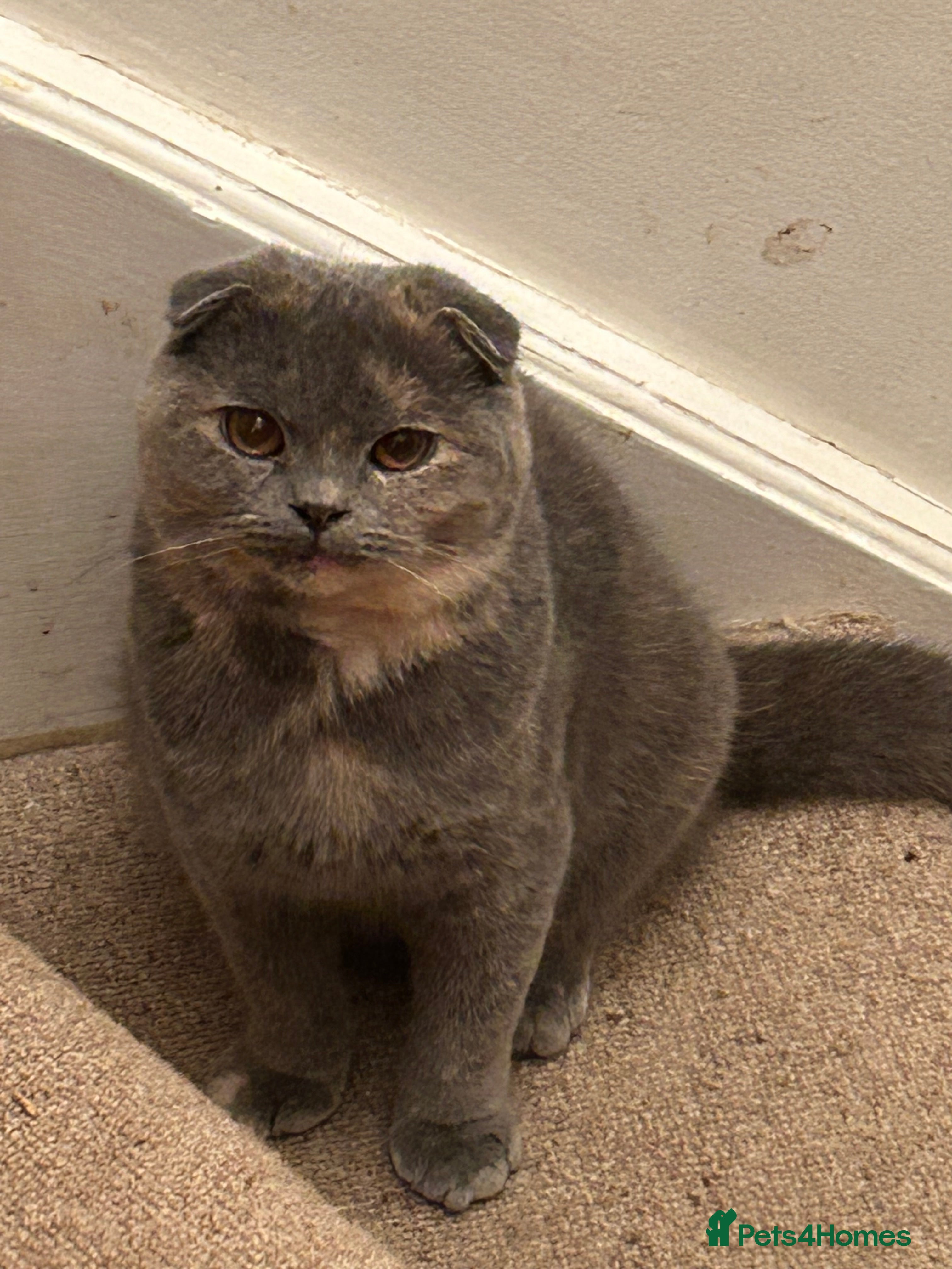Scottish Fold cats 🩷Scottish fold blue/cream older kitten🩷 - Advert 6