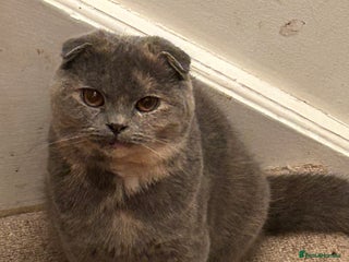 Scottish Fold cats 🩷Scottish fold blue/cream older kitten🩷 - Advert 6