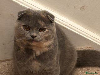 Scottish Fold cats 🩷Scottish fold blue/cream older kitten🩷 - Advert 6