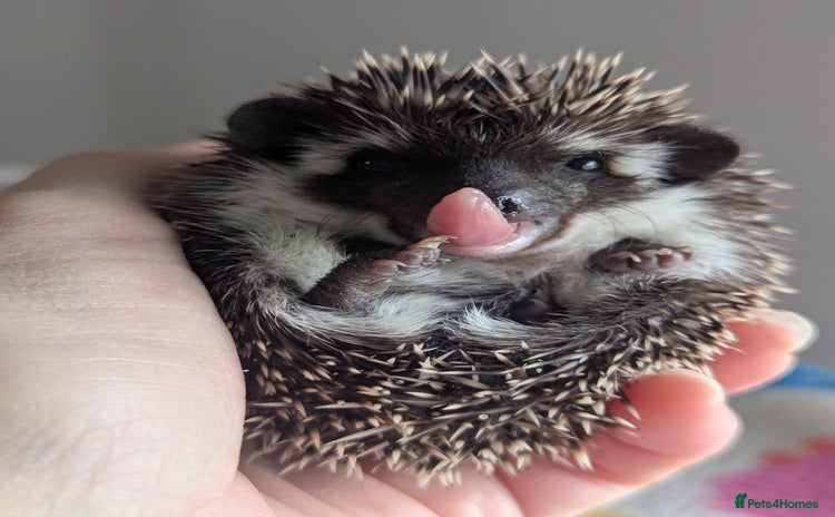 Pygmy Hedgehog rodents - Advert 15