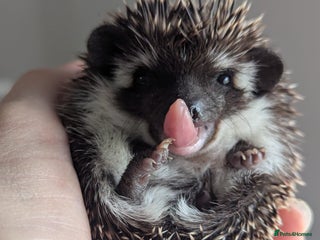 Pygmy Hedgehog rodents - Advert 6