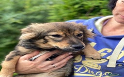 Mixed Breed dogs for adoption: 💖🐶 LESYA 🐶💖 - Image 7
