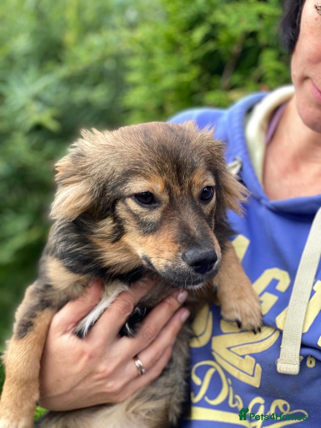 Mixed Breed dogs for adoption: 💖🐶 LESYA 🐶💖 - Image 7