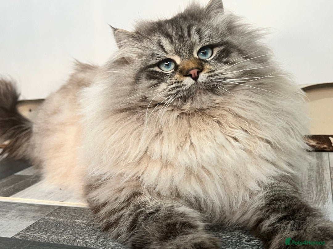 Siberian cats for sale: 💎💎GCCF Siberian Neva Masquerade Kittens💎💎 - Advert 13