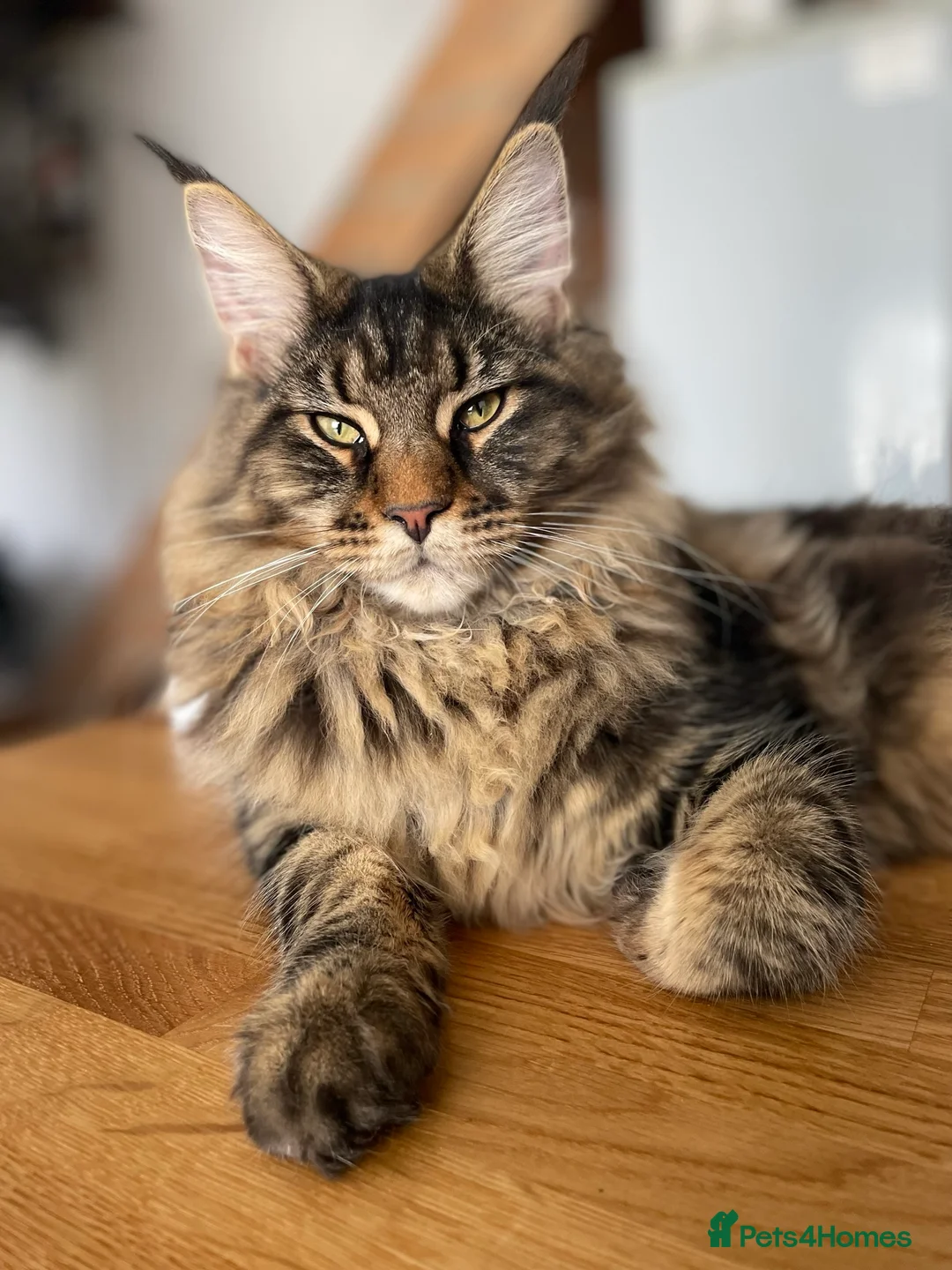 Maine Coon cats for sale: Maine Coon girl for adoption - Advert 1