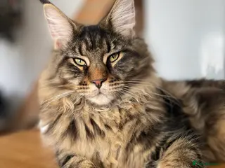 Maine Coon cats Maine Coon girl for adoption - Advert 1