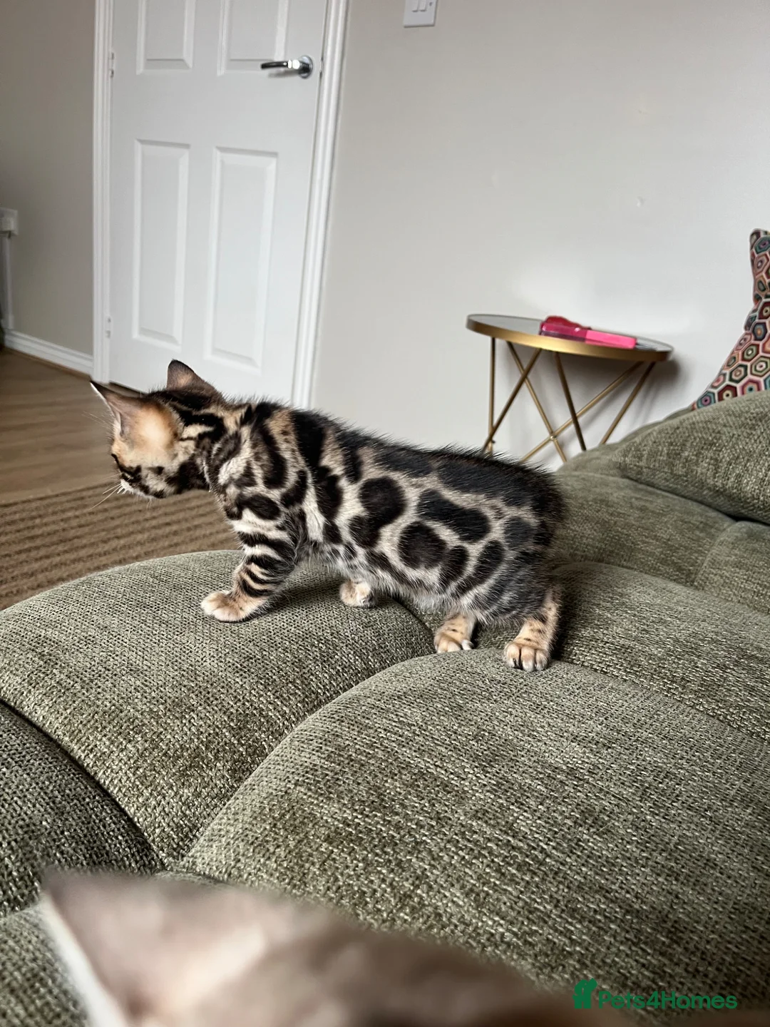 Bengal cats for sale: Stunning Bengal boy  - Advert 4