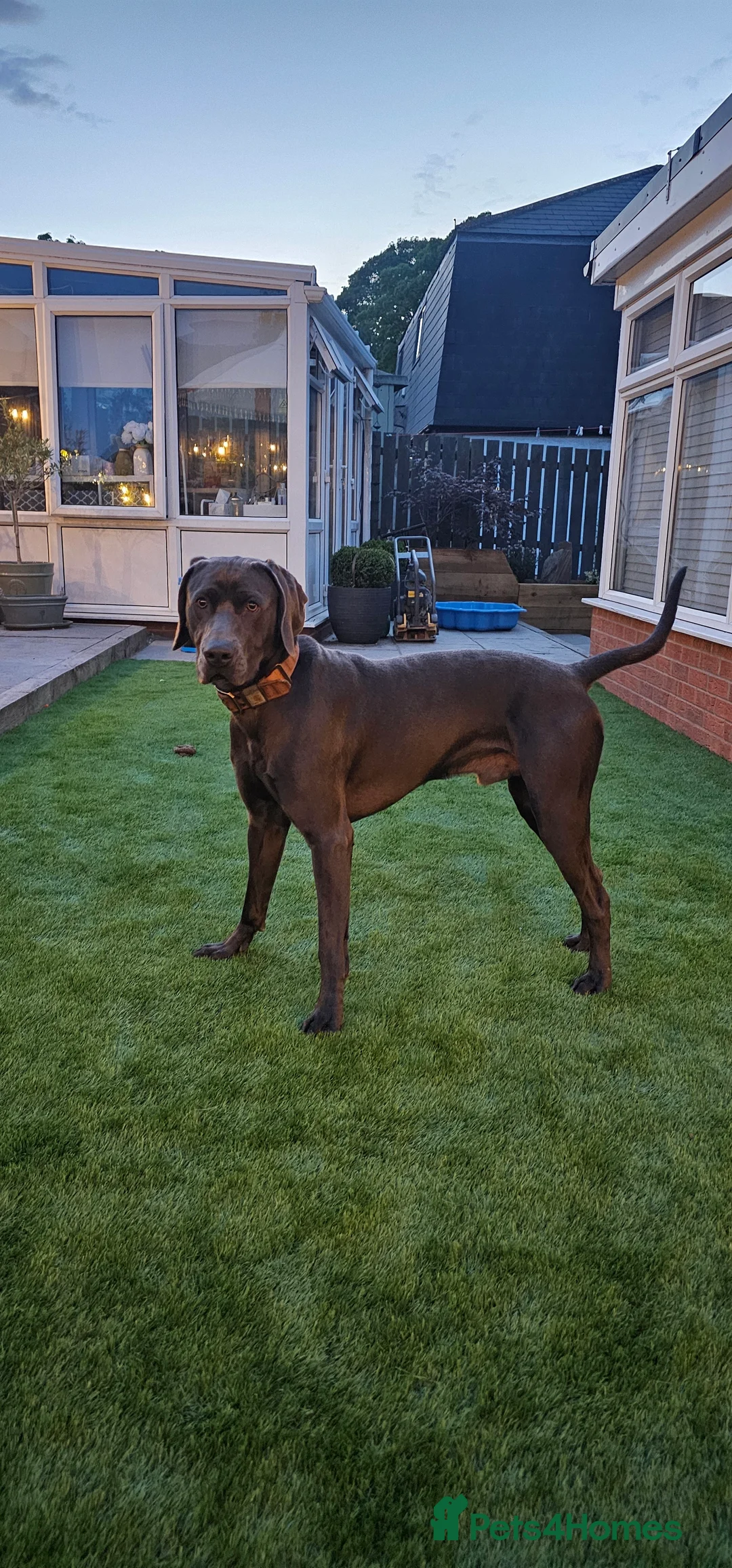 Weimaraner dogs for stud: GUNNER FOR STUD - Advert 1