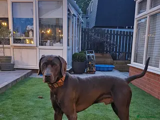 Weimaraner dogs GUNNER FOR STUD - Advert 3