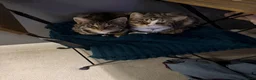 Domestic Shorthair cats for sale: beautiful twin kittens  in Coalville - Advert 10