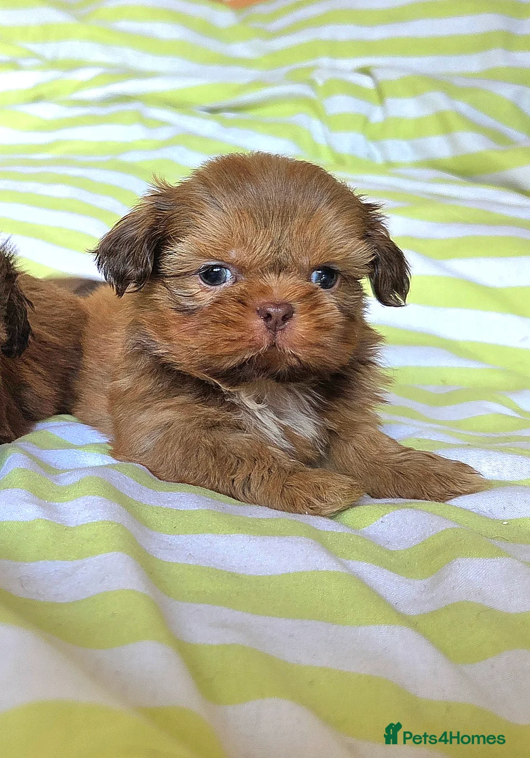 Shih Tzu dogs for sale: KC Registered Chocolate Imperial Shih Tzu Puppies - Advert 13