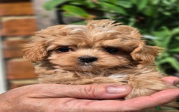Toy Poodle dogs for stud: Amazing Red Asian Poodle FOR STUD ONLY - Image 6