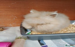 Lionhead rabbits for sale: Beautiful Double Maned Lionhead Girls. - Image 1