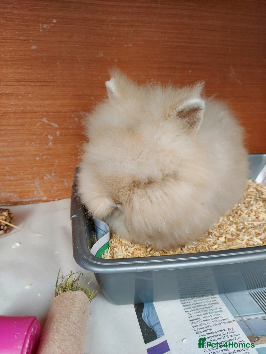 Lionhead rabbits for sale: Beautiful Double Maned Lionhead Girls. - Image 1