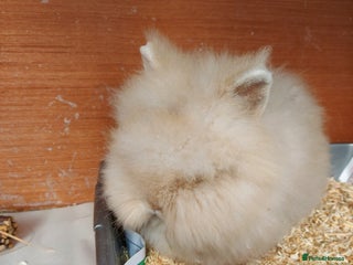 Lionhead rabbits Beautiful Double Maned Lionhead Girls. - Advert 4