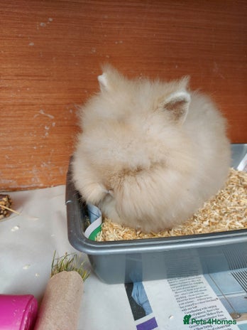 Lionhead rabbits Beautiful Double Maned Lionhead Girls. - Advert 3