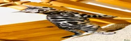 Bengal cats for sale: Stunning pedigree Bengal kitten only one left  - Advert 8