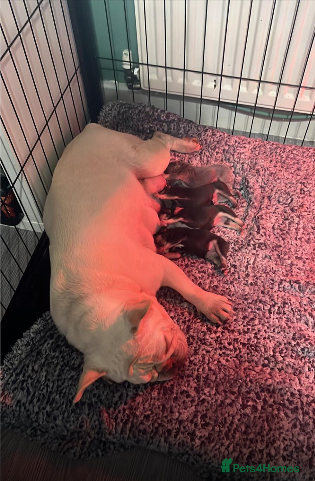 French Bulldog dogs for sale: 5 beautiful female French bulldogs for sale - Image 6