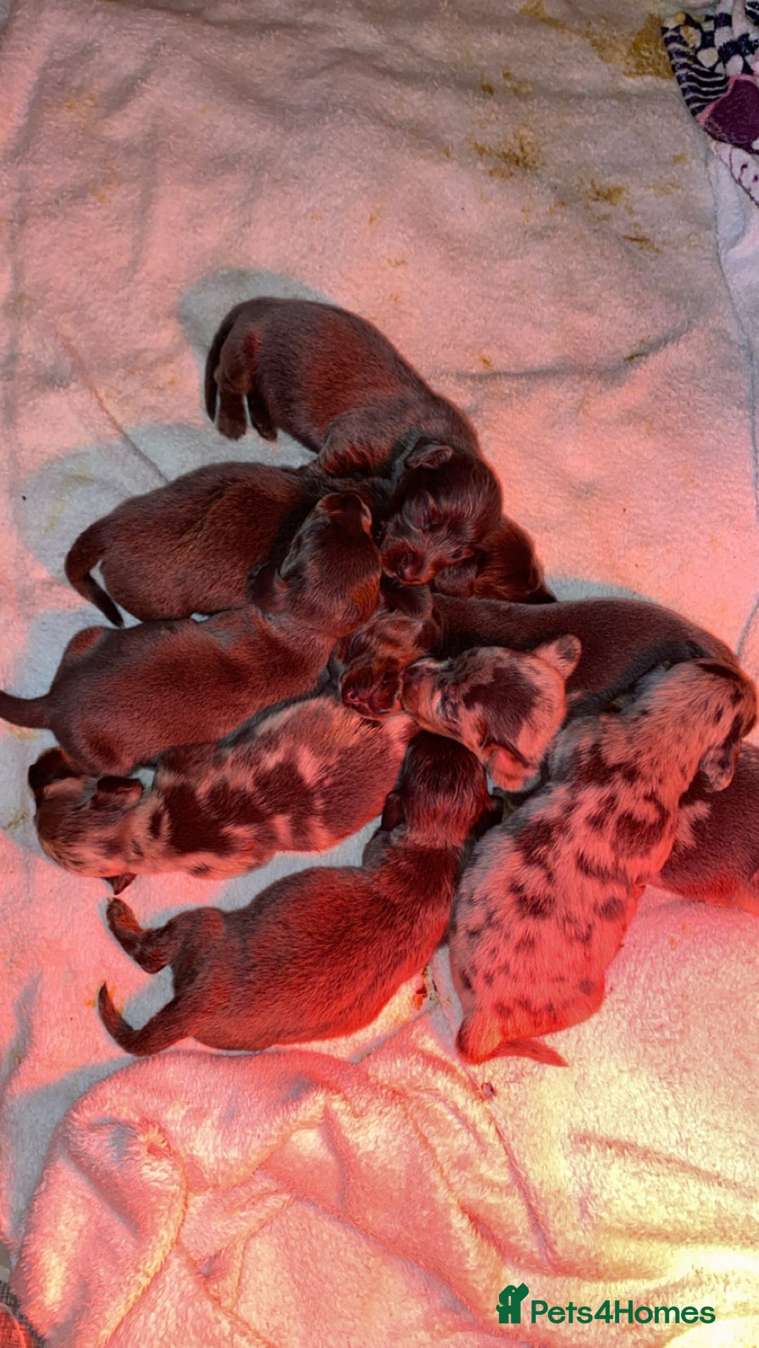 Dachshund dogs for sale: Long haired  - Image 3