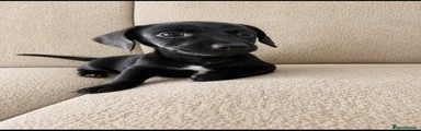 Miniature Dachshund 2
