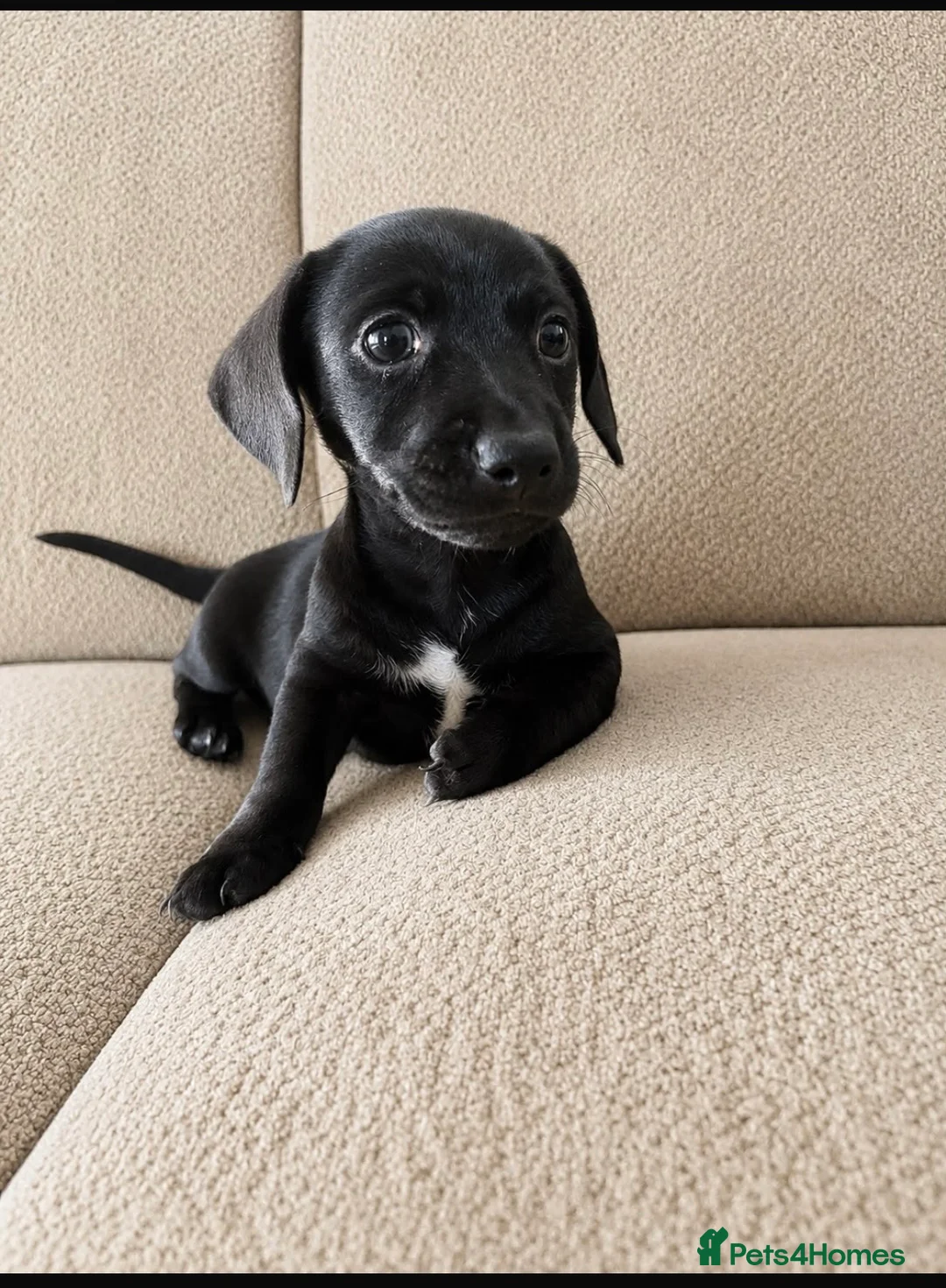 Miniature Dachshund dogs for sale: Miniature dachshund  - Advert 2