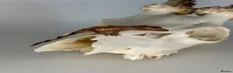 Gecko reptiles for sale: Baby Lilly white & harlequin crested geckos  - Advert 2