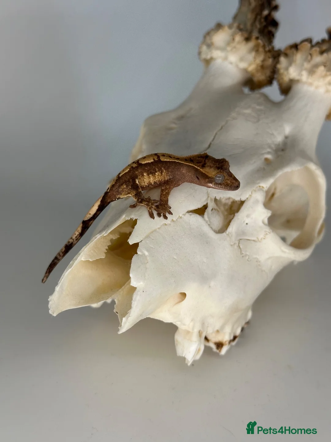 Gecko reptiles for sale: Baby Lilly white & harlequin crested geckos  - Advert 2