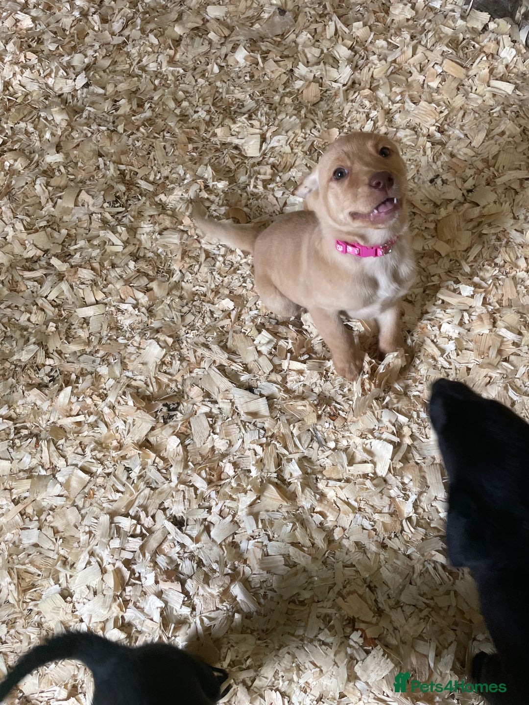 Mixed Breed dogs for sale:  8 Kelpie x labrador Puppies for sale  - Image 20