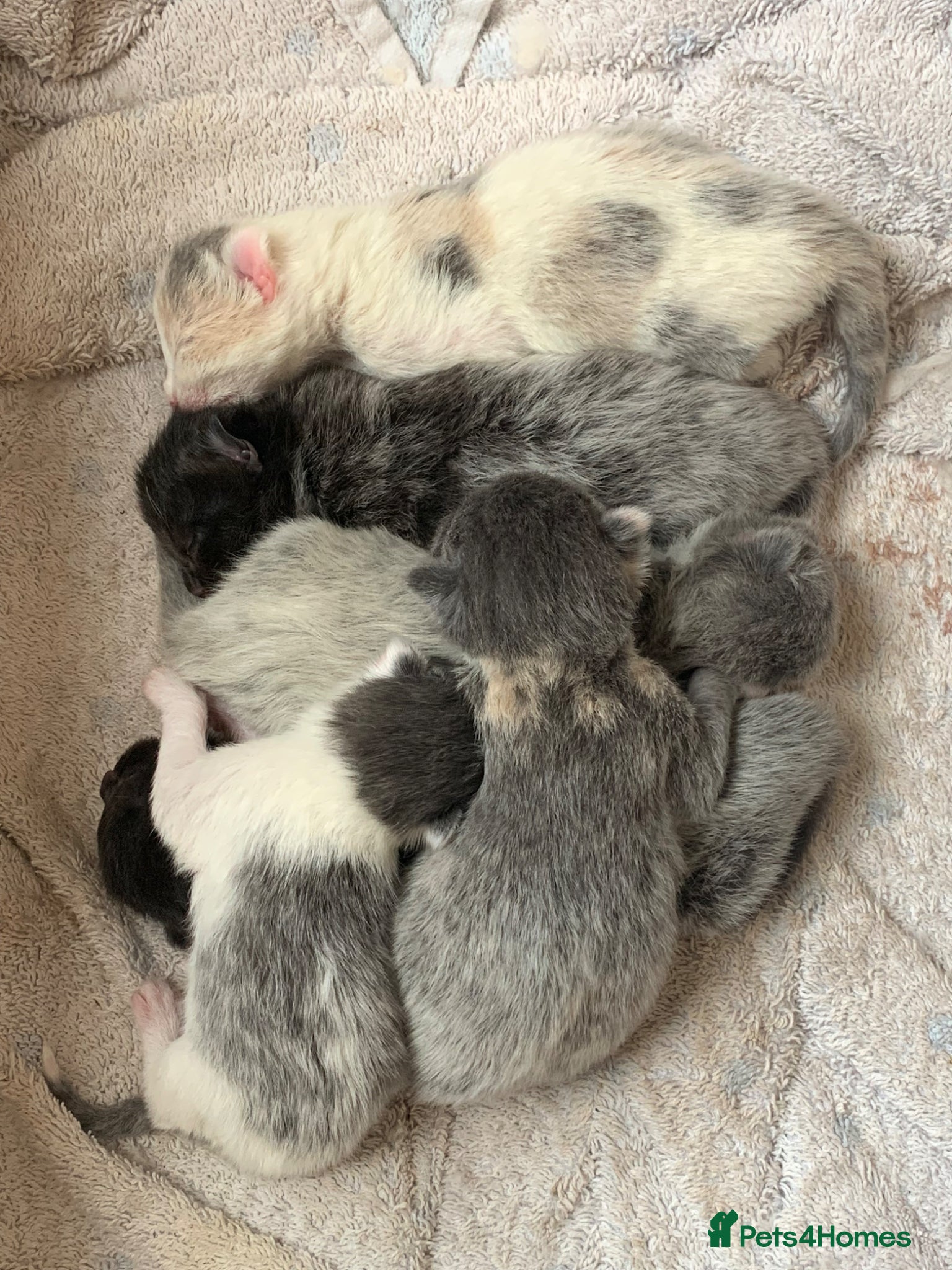 Maine Coon cats Main coon cross kittens - Advert 14