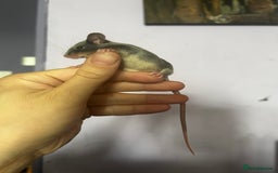 Mouse rodents for sale: Little Mices  - Image 11