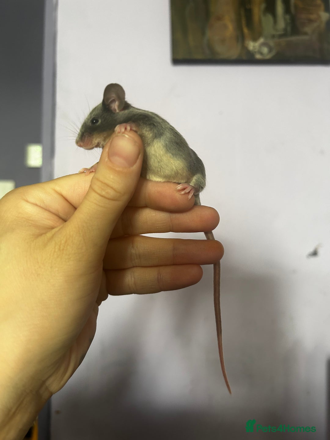 Mouse rodents for sale: Little Mices  - Image 11