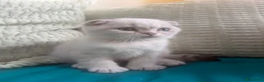 Scottish Fold 5
