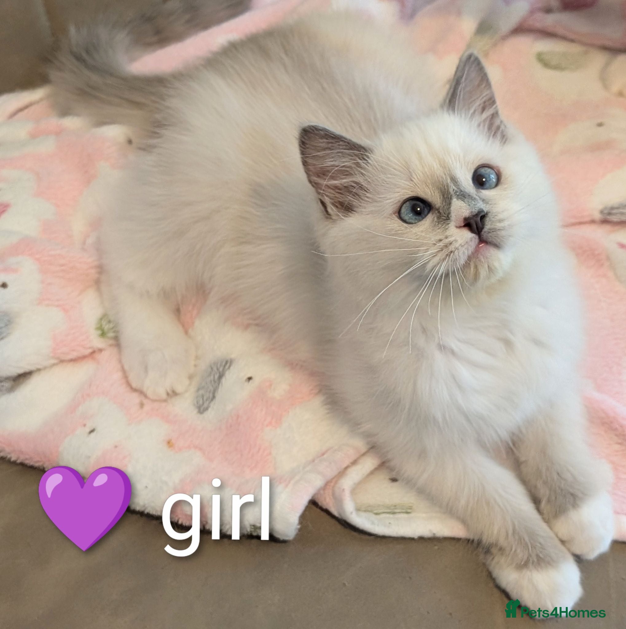 Ragdoll cats Ready now! EU champion TICA Ragdoll kittens  - Advert 18