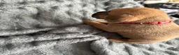 Mixed Breed dogs for sale: Cane corso cross pups for sale  in Airdrie - Advert 11