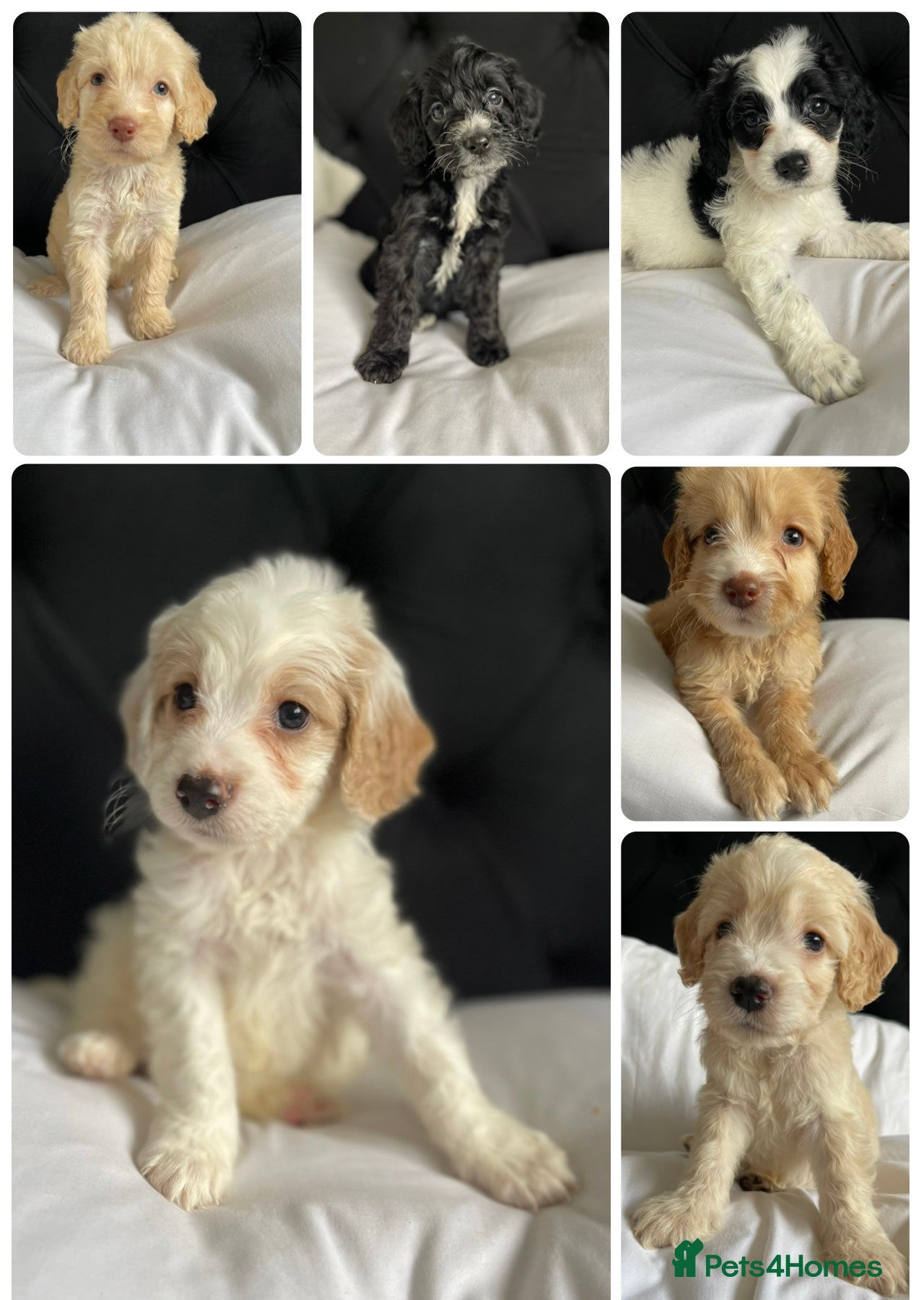 Cockapoo dogs Cockapoo puppies ready to leave  - Advert 13