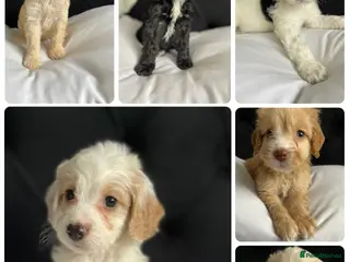 Cockapoo dogs Cockapoo puppies ready to leave - Advert 13