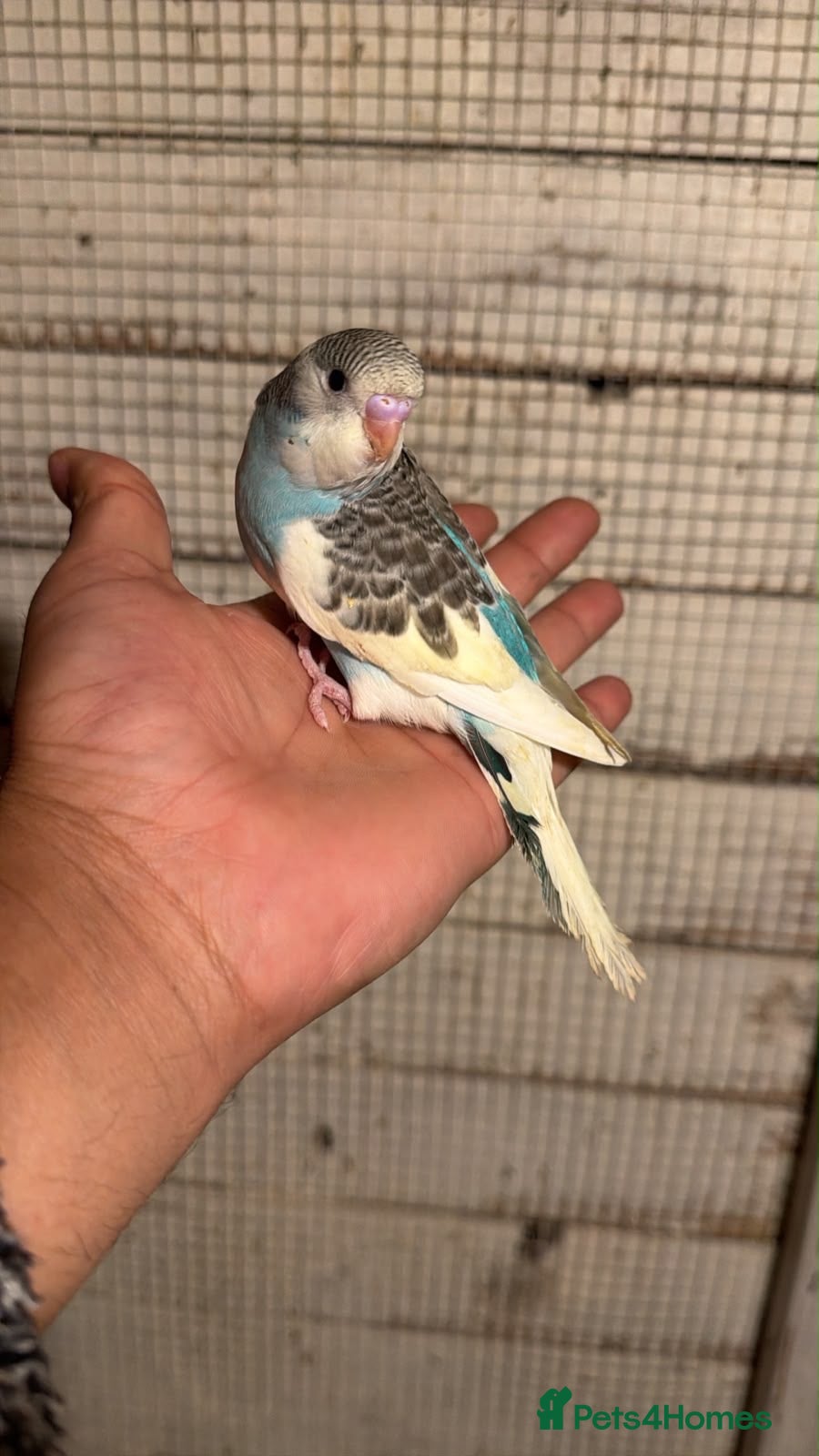 Budgerigars birds Budgies for sale £40 each collection mk404nn - Advert 22