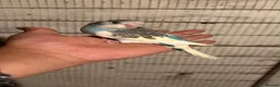 Budgerigars birds for sale: Budgies for sale £40 each collection mk404nn - Advert 1