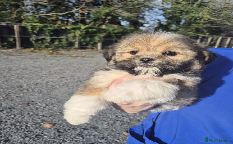 Lhasa Apso dogs Lhasa Apso Puppies - Advert 3