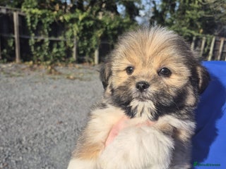 Lhasa Apso dogs Lhasa Apso Puppies - Advert 4