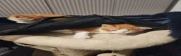 Mixed Breed cats for sale: 4 Gorgeous kittens looking for new home - Advert 16