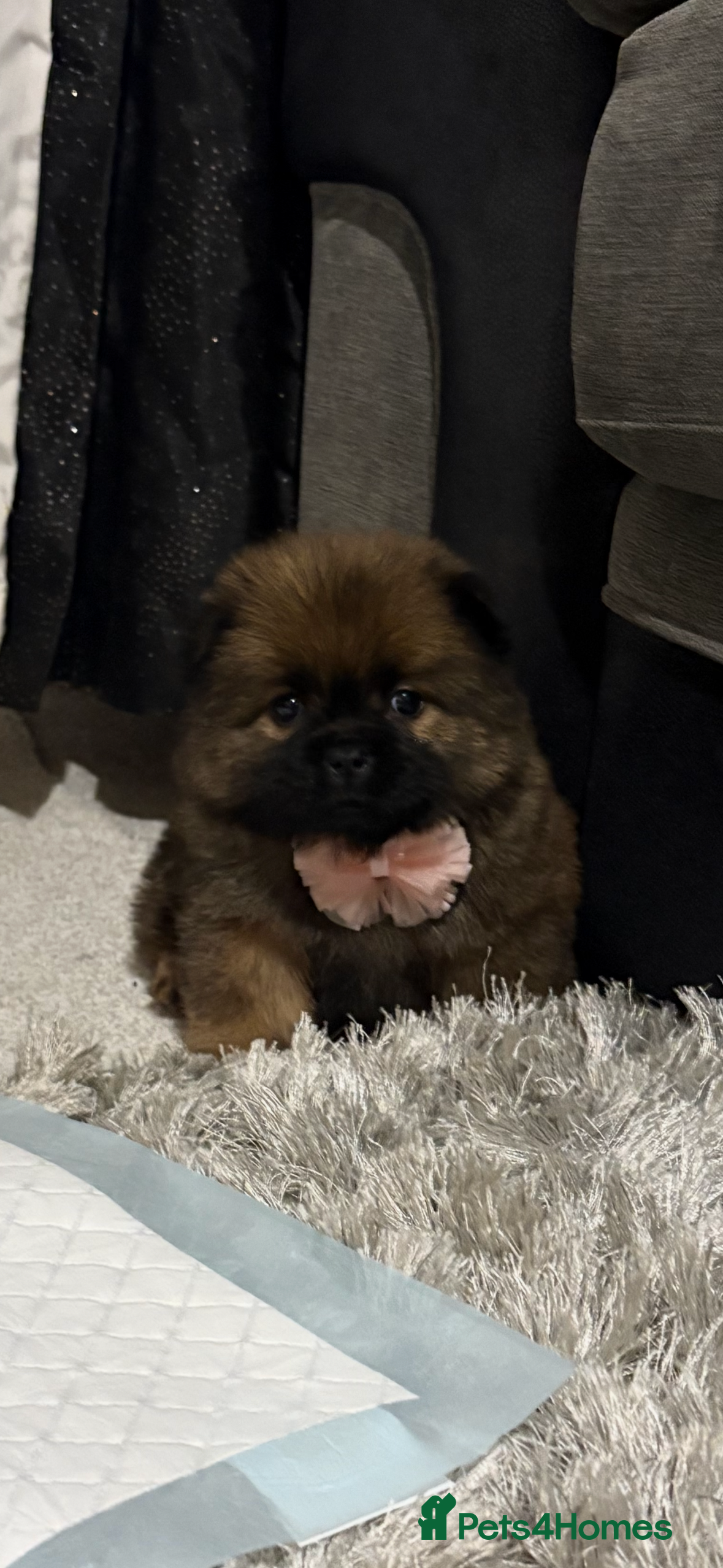 Chow Chow dogs 🐾Chow chow cross Japanese chin 🐾 - Advert 1