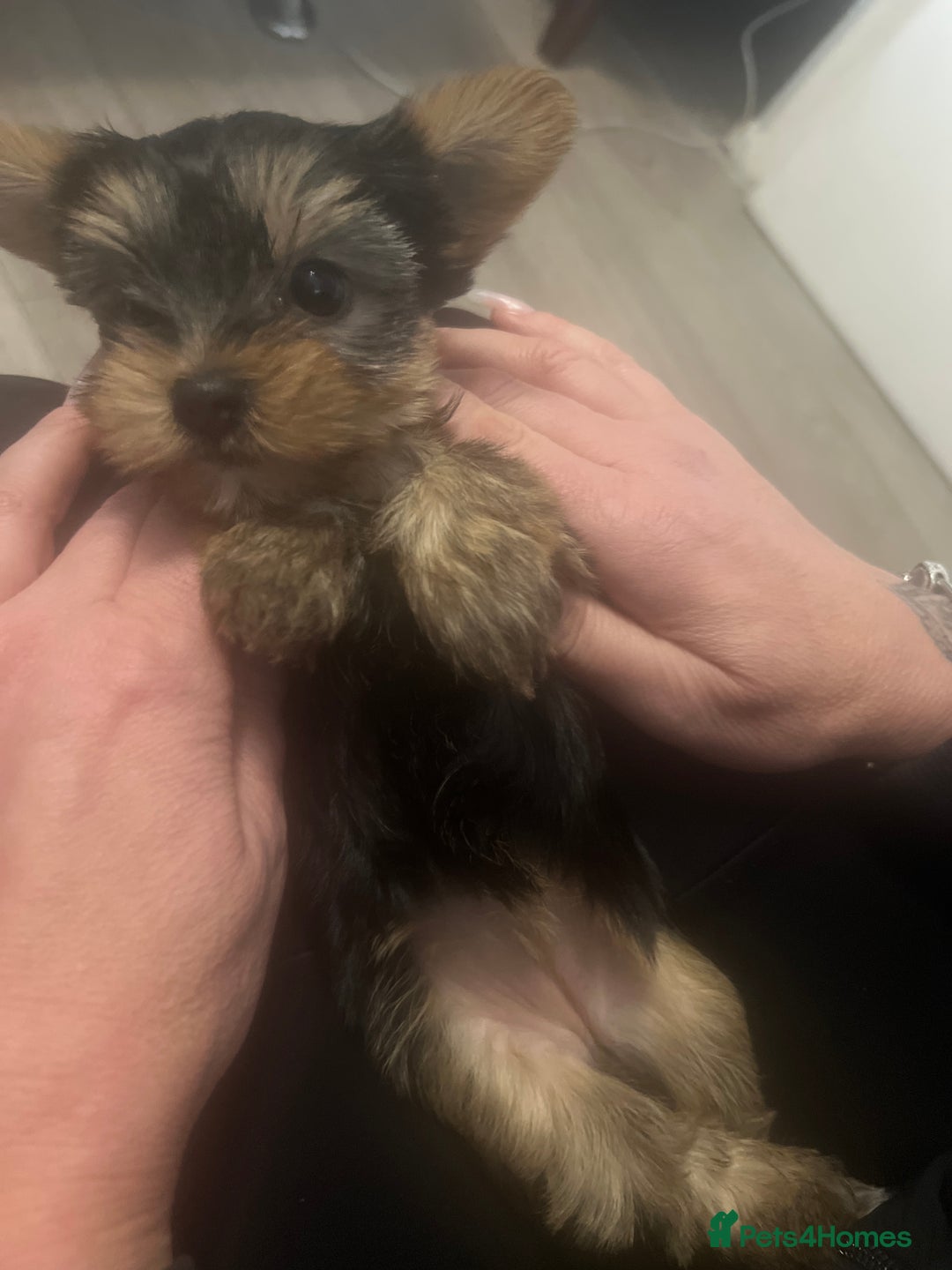 Yorkshire Terrier dogs for sale: Sweet Mini Yorkie Girls Ready to Melt Your Heart - Advert 4