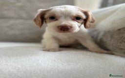 Cocker Spaniel dogs for sale: Stunning cocker spaniel puppies  - Image 14